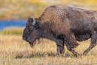 Bison along Fairy Creek in Yellowstone National Park. Art Print